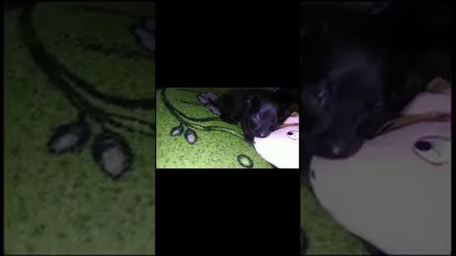 Щенки Руского тоя