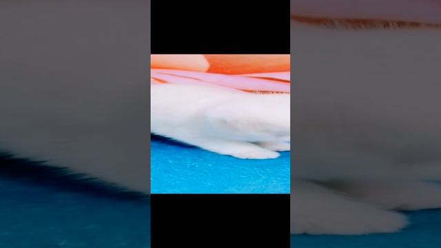 Милота