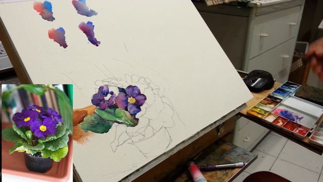 PRIMULE VIOLA IN ACQUERELLO  2/2 : DIPINTO