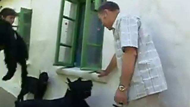 п-к Роман-Кош..Помет Балаклавы -В. 5 мес. РК Вавилон, Вальтер, Венеция, Вальмон и Ванхелсинг. Гост