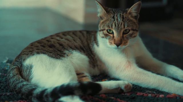 Nikon Z6 with Tamron 24-70 f2.8  Di VC USD G2 lens sample video footage
