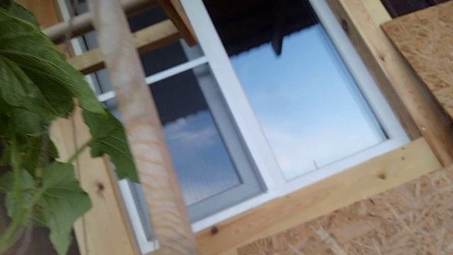 Огурец растет в пластиковой бутылке. 79-й день. Сорвал третий огурец