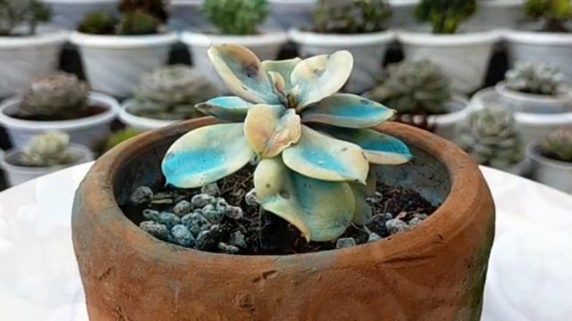 Saving our dying imported West Rainbow || Hindi pa din stable [Eng Sub]