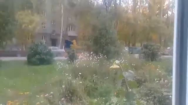 Сенички    подсолнух