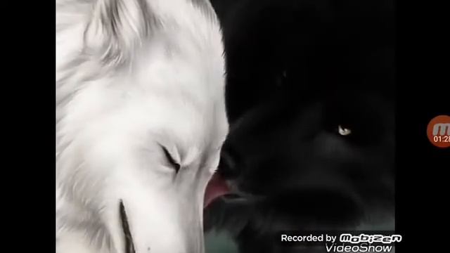 Чёрный Волк Ангарт и Белый Волк Анга