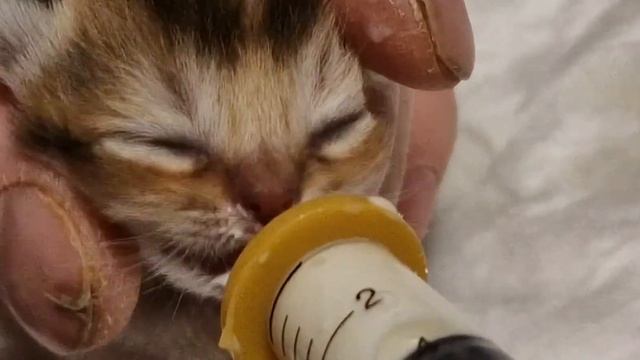 кормление котят от рождения