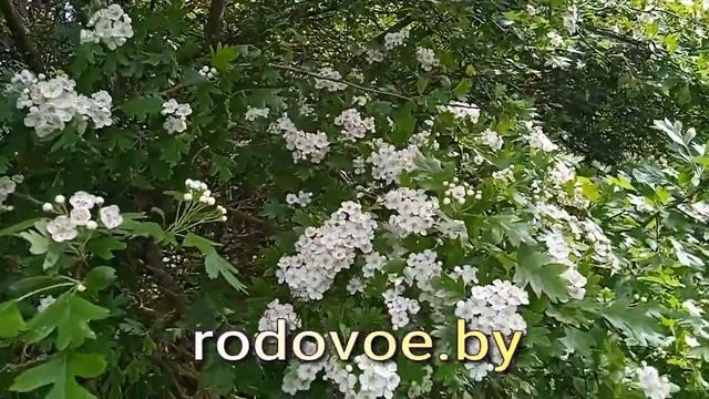Уникальные свойства цветов и листьев боярышника. Как приготовить чай из листьев и цветов боярышника