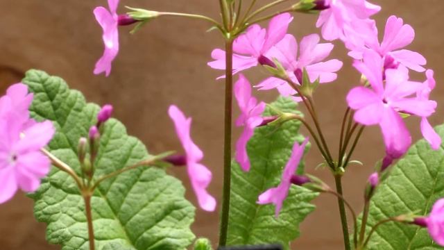 桜草　"伝統園芸植物の一つ" 　bgm:さくら草