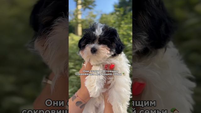 Щенки мальтипу 🐶🐾