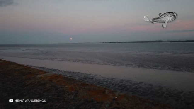 Самые Большие Существа, Обнаруженные на Пляже