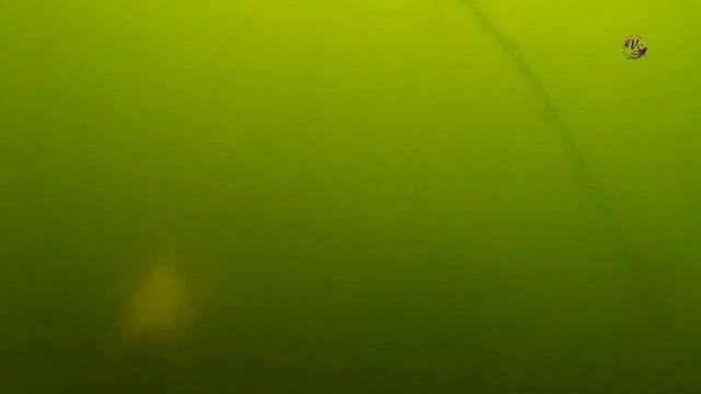 На Озере. Под водой. ВОПРОС: Какая рыба с 17-й секунде видео ? Рыбалка. fishing