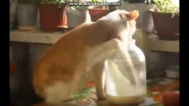 прикол про кота пёт молоко из банки