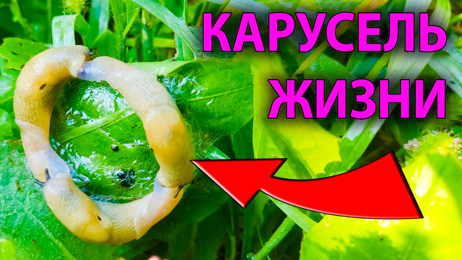 😱 Вы не поверите, что я увидел! 🐌 Слизни: секретная жизнь, которую вы не знали!