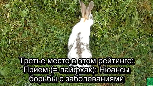 Кролики: 5 полезных лайфхаков для кроликовода [мы так хозяйствуем]