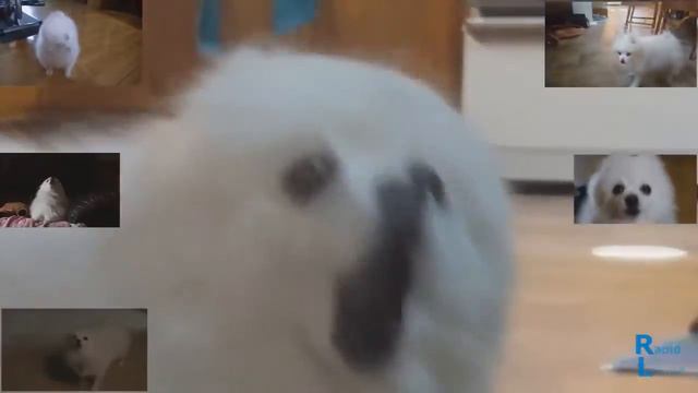 Собачка Gabe
