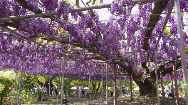 足利フラワーパーク