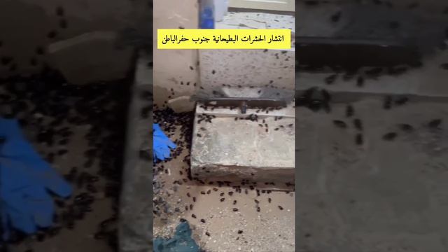 Полчища пауков Саудовская Аравия