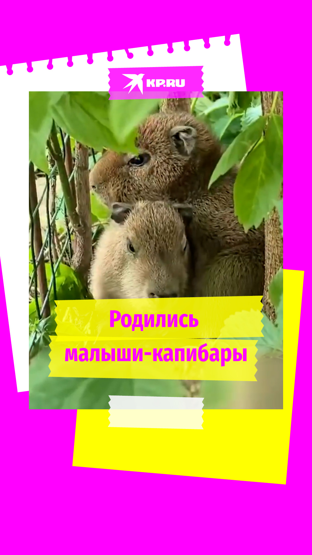 В московском зоопарке родились малыши-капибары