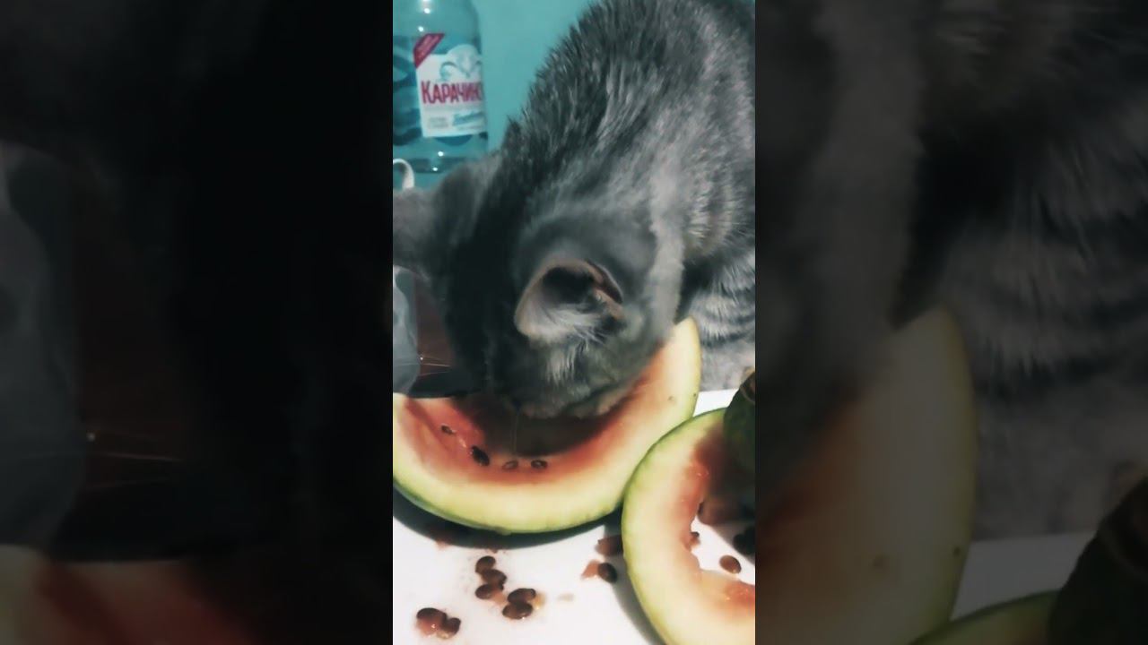 Котенок по кличке Арбуз, ест арбуз