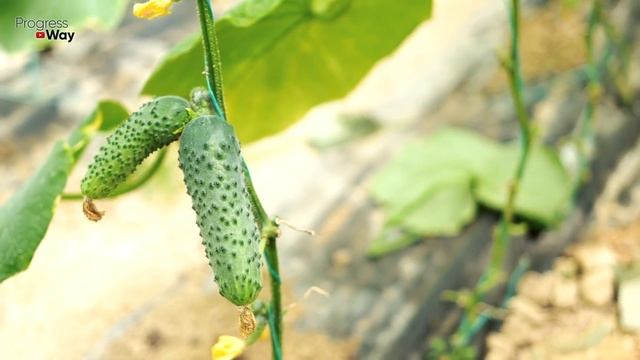 Без Этого Огурцы Не Растут! Раз В 10 Дней Сыплю На Грядку Урожай Ношу Пятерочными Пакетами Битком