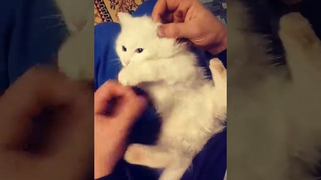 Шотландские коты