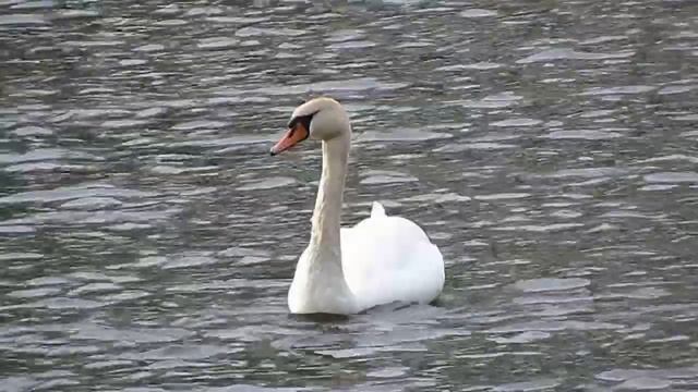 Лебедь шипун на реке Оскол, посёлок Чернянка 29.04.2015