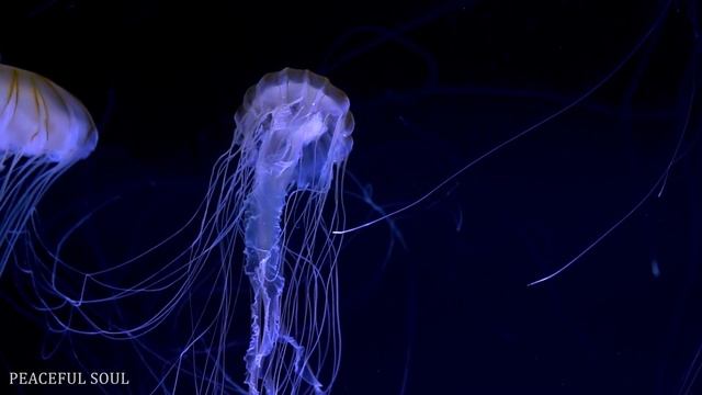 Aquarium 4K VIDEO (ULTRA HD) ? Beautiful Relaxing Coral Reef Fish - Relaxing Sleep Meditation Music