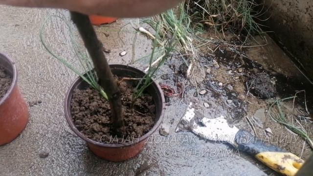 Vlašac divlji luk (Allium schoenoprasum) - Iz divljine direktno u saksiju