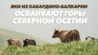 Яки из Кабардино-Балкарии осваивают горы Северной Осетии
