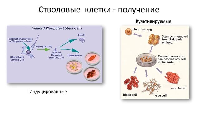 1.Ткани строение и функции (8 класс) биология, подготовка к ЕГЭ и ОГЭ