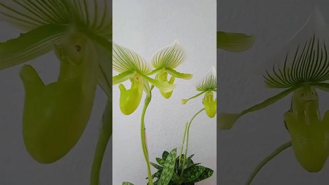 Paph. Maudiae "Femma".