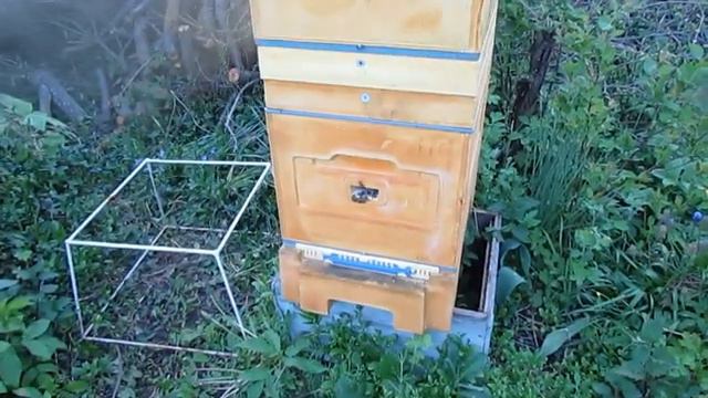 работа с пчелами в мае - подсиливание отводка или слабой семьи пчел