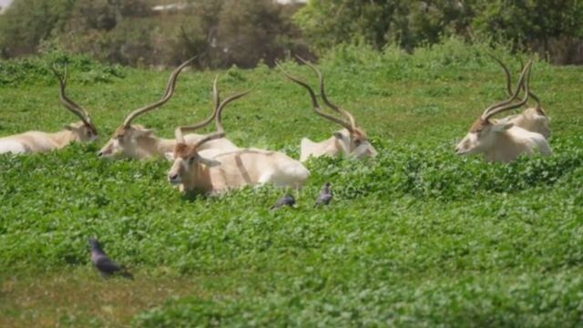 Addax animal detailed explanation in Urdu