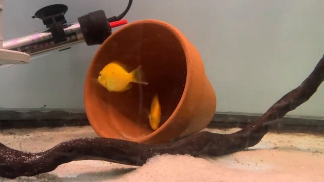 Pseudetroplus (Etroplus) maculatus 'Gold'