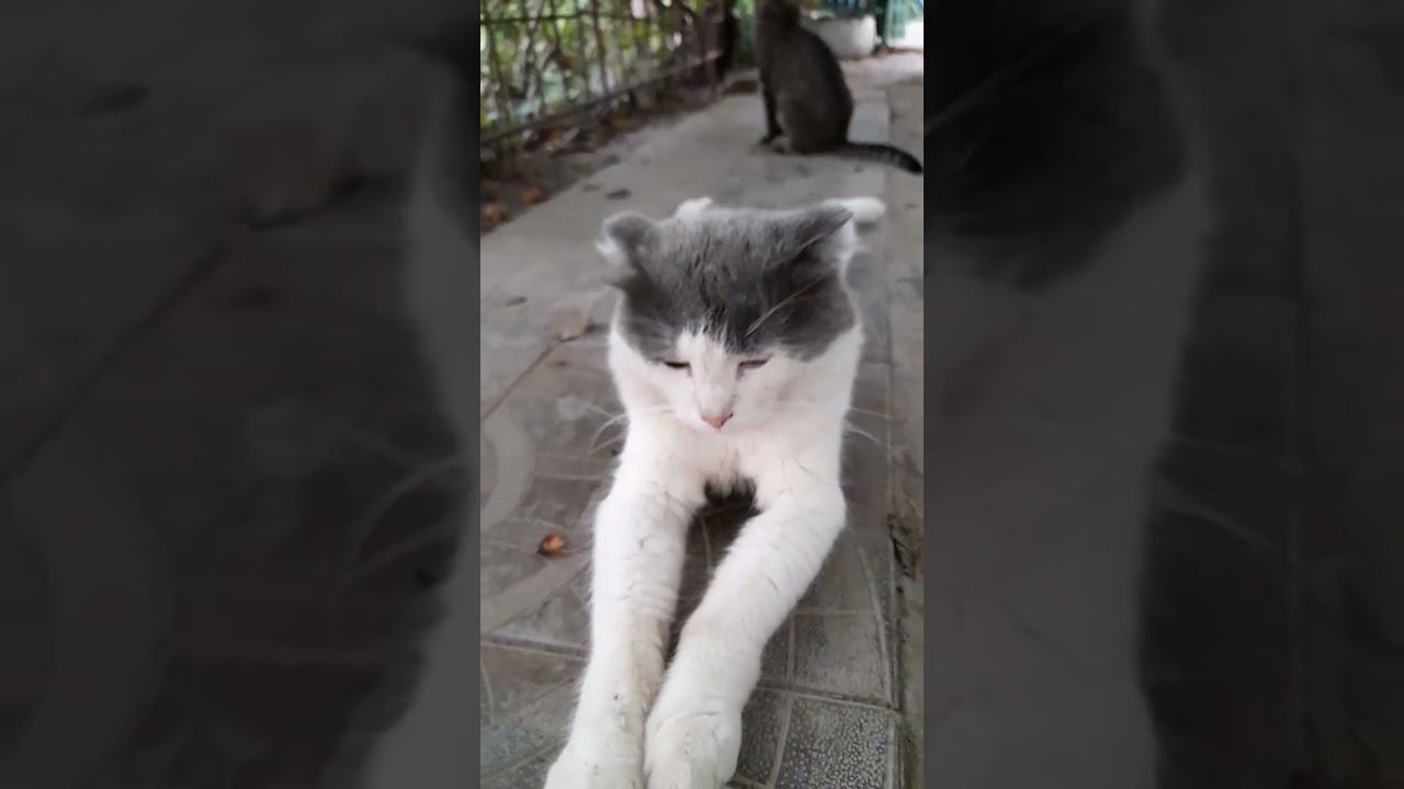 А у вас коты тоже так лежат?#mem#cat#юмор#рек#прикол#любовь#котик#кот#shorts#глобальныерекомендации