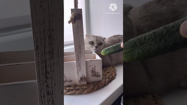 🐈🥒