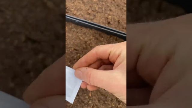 Вероника в саду- из семян. Посев-многолетних цветов. Растения на даче. Цветут все лето