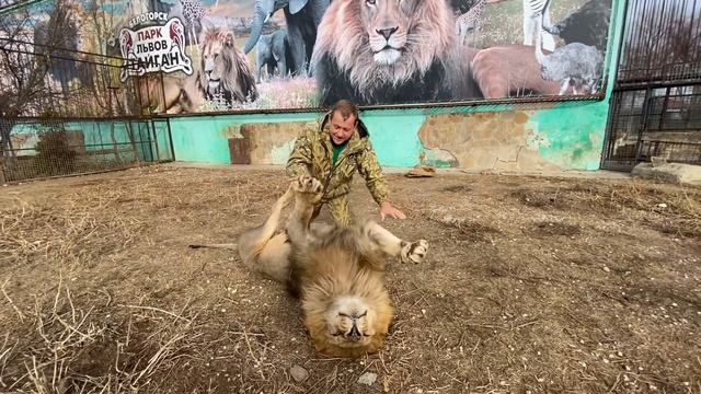 Человек борется с ОГРОМНЫМ ЛЬВОМ !