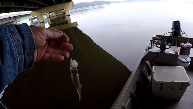 Crappie Fishing With The Berkley Gulp Minnow