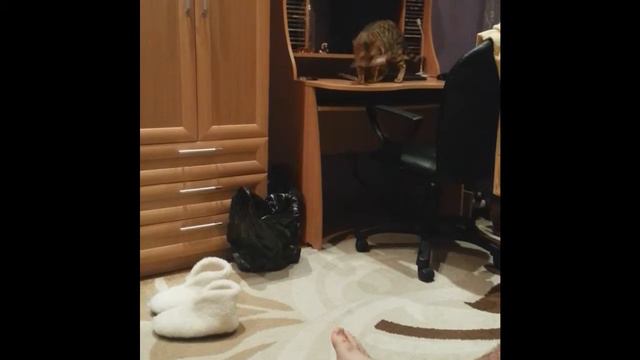 Кошка бенгал приносит открывашку прикол