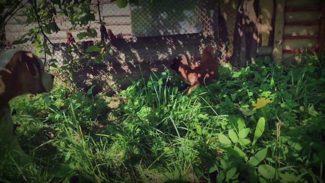 Спокойный как удав Джонник-Жора и курица!#americanbulldog #американскийбульдог