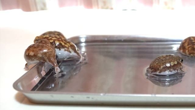 Rain Frogs, Wake Up. Cute Assortment? 3