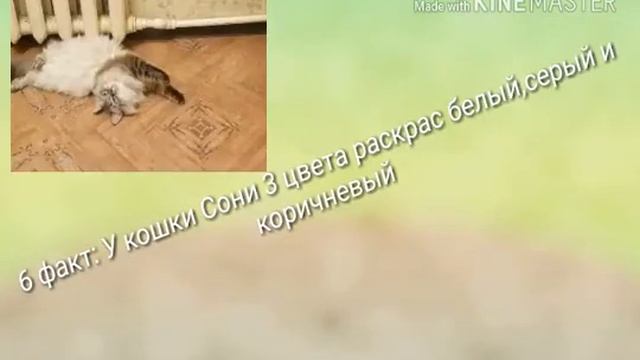 9 ФАКТОВ О МОЕЙ КОШКЕ СОНЕ