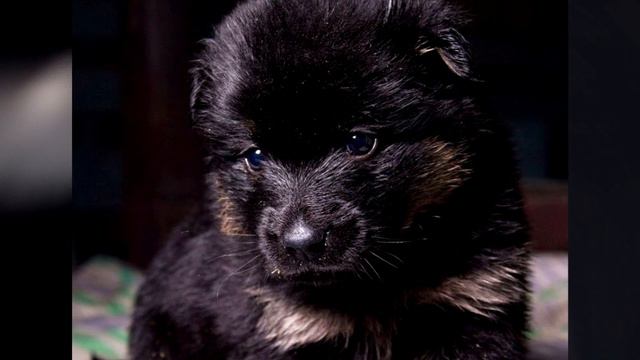 Эта новость шокировала местных жителей. Шестилетний мальчик нашел замерзающих щенков в ...