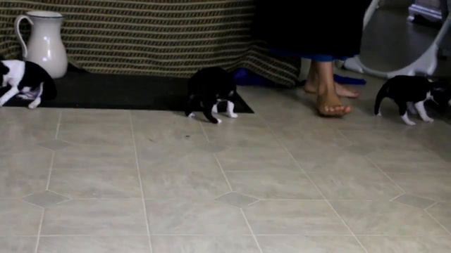 Boston Terrier Puppies for Sale