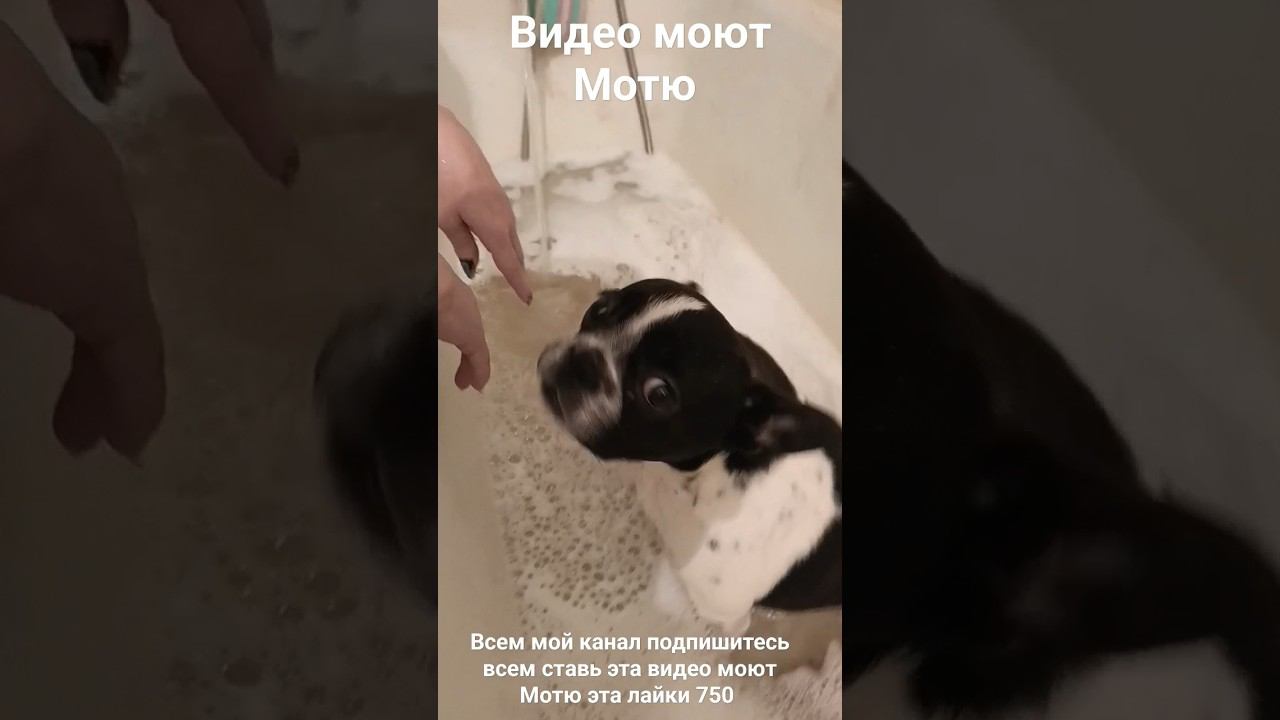 видео моют Мотю