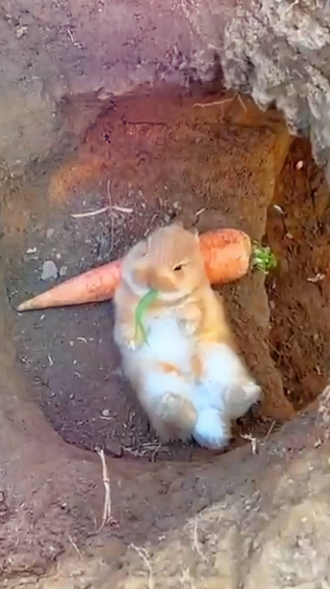 Осенних кроликов вам в ленту. ☺🧡🥕🐰