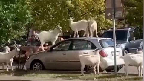 Бутовские козы несколько лет держат район в напряжении