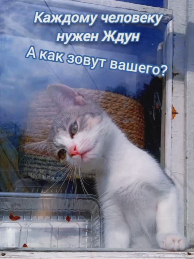 #кот Каждому человеку нужен Ждун