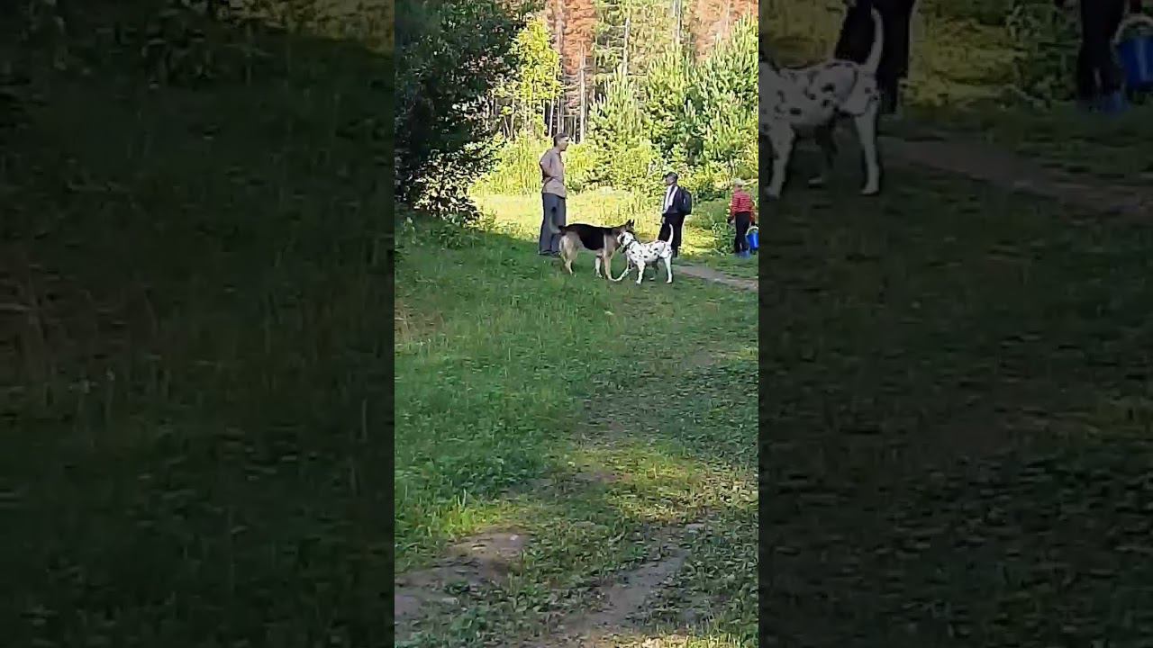 Встреча с Максиком